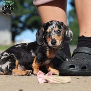 Barney, Dachshund Puppy